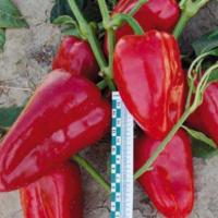 ФАСТ F1 перец Саката