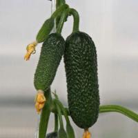 ПЛАТОН F1 огурец Гриномика (250 шт)