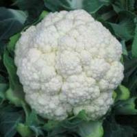СЕУЛ F1 капуста цветная Хазера