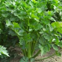 КИЛИАН F1 сельдерей Райк Цваан, NS, 1 тыс.драже