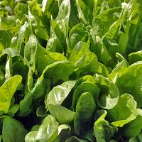 ТОНУС F1 шпинат Гриномика