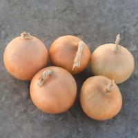 РАДАР F1 лук Бейо