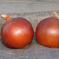 СОНОМА F1 лук Бейо