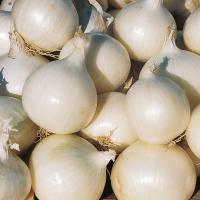 ГЛЭДСТОУН F1 лук Бейо