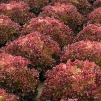 ТУСКА F1 салат лолло росса Энза Заден