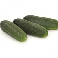 МАЭСТОЗА F1 огурец Райк Цваан, PR, 250 шт