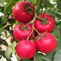 МУЛЬТИСТАР F1 томат Гриномика