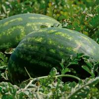 ТАМЕРЛАН F1 арбуз Нюнемс