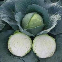 АРТОСТ F1 капуста белокочанная Бейо