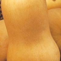 СИБЕЛЬ F1 тыква Вильморин