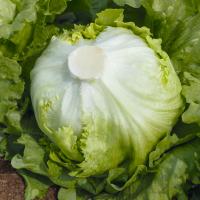 НОВИС F1 салат айсберг Бейо