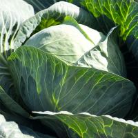 КАБТОН F1 капуста белокочанная Бейо