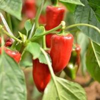 ТАМАРА F1 перец Семинис