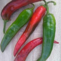 БЛЭЙД F1 перец Саката