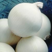 СТЕРЛИНГ F1 лук Семинис