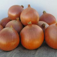 КАТИНКА F1 лук Бейо