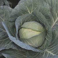 ЧИРС F1 капуста белокочанная Энза Заден