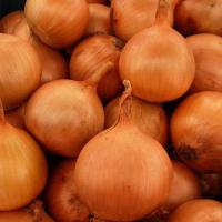 ИРОКО F1 лук Энза Заден