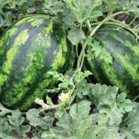 АКСЕНТ F1 арбуз Вильморин