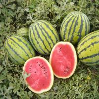 БЕДУИН F1 арбуз Бейо