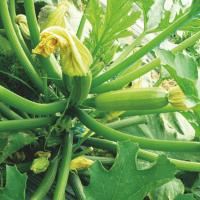 АДЕЛИЯ F1 кабачок Энза Заден