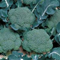 МАРАТОН F1 брокколи Саката