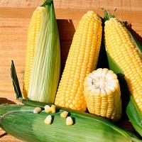 БОСТОН F1 кукуруза Сингента