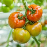 ТАЙМЫР F1 томат Райк Цваан