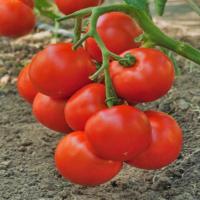 ИНТРИГА F1 томат Гриномика