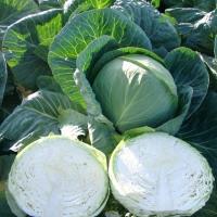 СЕКОМА F1 капуста белокочанная Райк Цваан, GD, 2500 шт