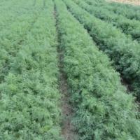 АЛЛИГАТОР F1 укроп Гавриш (калибр. 100 г)