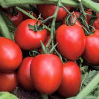 КАПОРАЛ F1 томат Вильморин