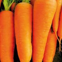 СВ 7381 F1 морковь Семинис фр. 1.8-2.0 мм, 200 000 шт