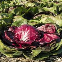 ВАСАРИ F1 цикорий Бейо