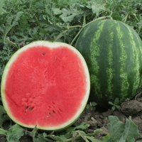 БОНТА F1 арбуз Семинис