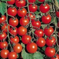 ЧЕРРИ БЛОСЭМ F1 томат Саката, 1 000шт