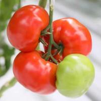 КРЕЩЕНДО F1 томат Гавриш