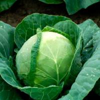 ТЕКИЛА F1 капуста белокочанная Сингента