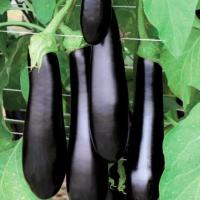 КАРАТАЯ F1 баклажан Вильморин