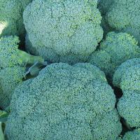 КОРАТО F1 брокколи Энза Заден