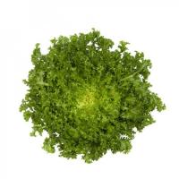 МОНАКО F1 эндивий Райк Цваан, 5 тыс.драже