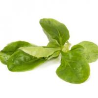 СИРИЛЛА F1 салат Райк Цваан, PR, 100 тыс.шт