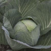 ПЕРФЕКТА F1 капуста белокочанная Бейо