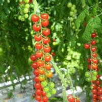 САНТЬЯГО F1 томат Гавриш