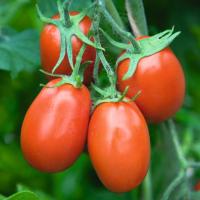 ТОРКВЕЙ F1 томат Бейо