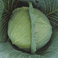 АТРИЯ F1 капуста белокочанная Семинис