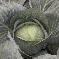 ЛАНГРИМА F1 капуста белокочанная Райк Цваан