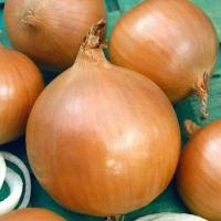 НАВИГАТОР F1 лук Гавриш