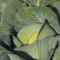 ЮБИЛЕЙ F1 капуста белокочанная Бейо