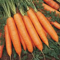 БАНГОР F1 морковь Бейо (2.4-2.6)